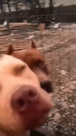#суперсобака #dog #pets #wolf #pitbull #americanbully #edit #собака #animals #dragonlife