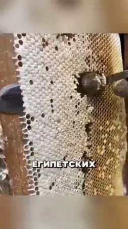 Важное о МЁДе 🐝🪷🌼