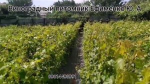 саженцы винограда