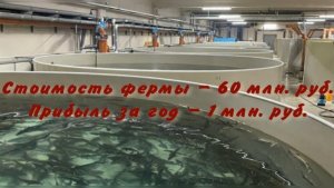 Акваферма 71 экономика