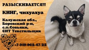 Пропала собака! КИНГ. Чихуахуа. Калужская обл,  Боровский р-он, с.п. Совьяки