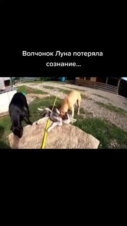 Волчонок луна потеряла сознание #pitbull #wolfcales #dog #wolf #dragonlife