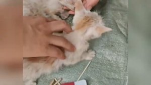 Спасение уличной кошечки, которая не могла дышать - 2025 год (uu)
