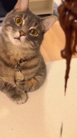 Как поразить котика