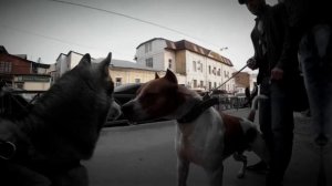 Pitbull vs Husky vs Malamute