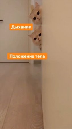 Этапы обучения плаванию за 5 секунд❤️