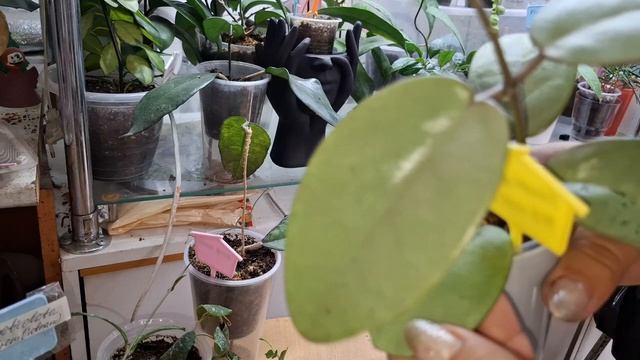 Обзор комнатных растений и полив. 1 часть