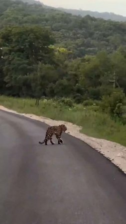 Встреча жителей Приморья с дальневосточным леопардом попала на видео