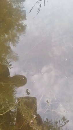 Разговор с рыбкой