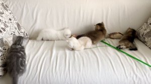 Котята играют на диване.