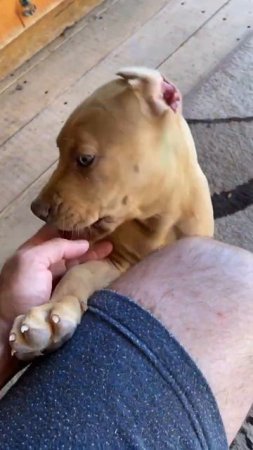 Питбуль боби #dragonlife #собака #blackwolf #wolf #wolfcales #животные #собаки #топ #pitbull #dog