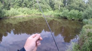 Прогулка по лесной речке