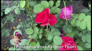 Розы канадские - обзор сортов