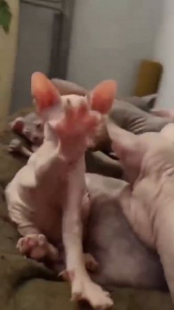Удивительные животные !!!