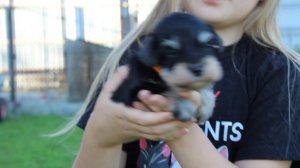 Цвергшнауцер девочка