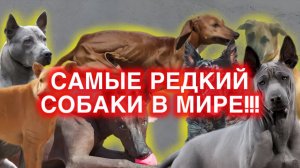 ТОП 10 РЕДКИХ ПОРОД СОБАК