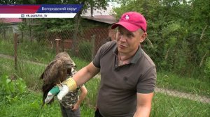 Нижегородец приютил дикую птицу