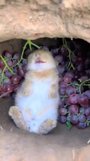 Милый кролик кушает виноградик