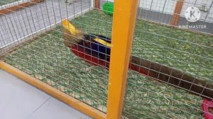 выставка планета пушистеков