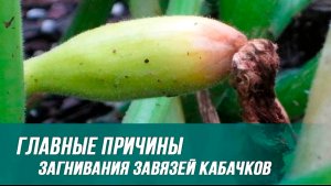 КАБАЧКИ ЗАГНИВАЮТ главные причины