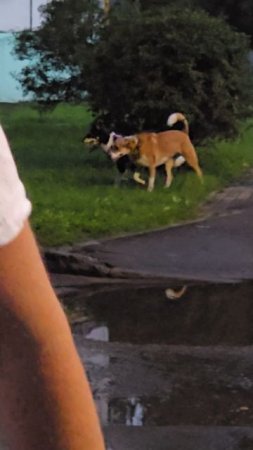 #собачки #short #shorts #margo #shortvideo #shortsvideo #dog #dogs #doglife #dogshort #dogshorts