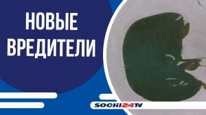 Сочи атакуют новые насекомые-вредители