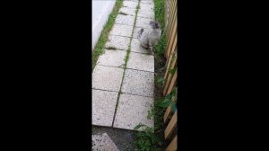 Собака. Кот. Том и Кос