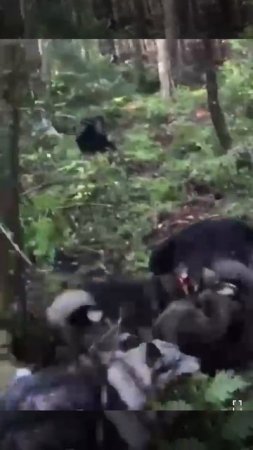 Охота на Медведя 🐻🐕🐕🎯