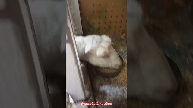 Доение коз доильным аппаратом.