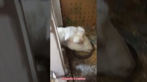Доение коз доильным аппаратом.