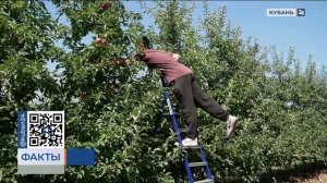 На поддержку аграриев в Лабинском районе выделили более 200 млн рублей