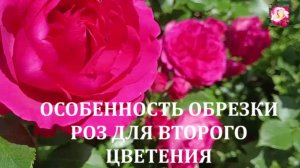 ОБРЕЗКА РАЗНЫХ ВИДОВ РОЗ ДЛЯ ВТОРОГО ЦВЕТЕНИЯ.