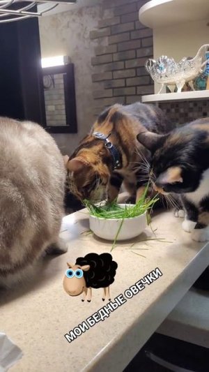 #юмор #прикол #приколы #угар #ржака #ржач #смех #смешно #кот #котики #животные #милота #весело #яппи