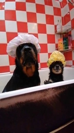 Удивительные животные !!!!