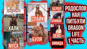 Родословная собак «Питбули Dragon Life». Халк, Муса, Кияра, Буля,Спайк,Багира.