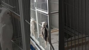 Кореллы обожают черный уголёк