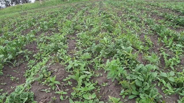 Первые посадки в деревне. Обстановка на 21.06.2025.