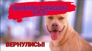 ПИТБУЛИ DRAGON LIFE