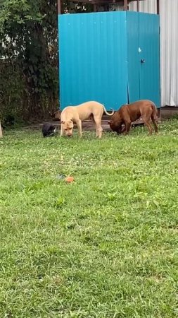 Pitbull Kimi and Musab #dragonlife #собака #blackwolf #dog #wolf #wolfcales #животные #собаки #топ