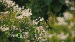 Клематис, Clematis