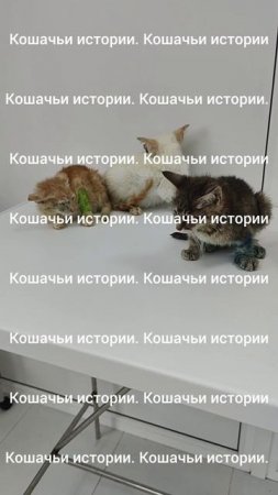 Съездили с малышами в вет клинику.