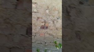 растения и животные