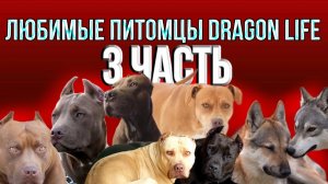 Наши любимые питомцы Dragon life  | часть 3.