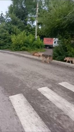 стая