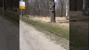 Питер- Петергоф. Легчайшая дорога . Красивые виды