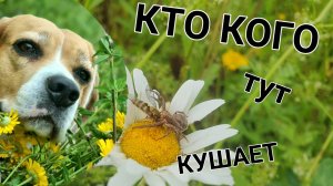 На ромашковом поле.