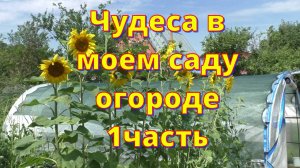 Июль,в Москве и Московской области аномальная жара,чудо на даче в саду ,огороде.