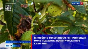 В посёлке Тельманово минирующая моль поразила практически все каштаны