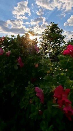 ☘️ Плёс 🌈 на горе Левитана 2🏵️