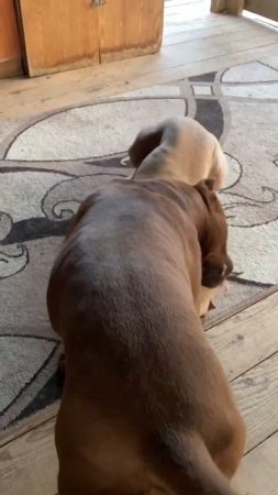Игры питбулей Кими и Мусы #dragonlife #собака #dog #wolf #животные #топ #собаки #pitbull #shorts